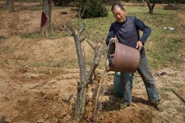 11月份是否适合种树，此时栽种成活率较高