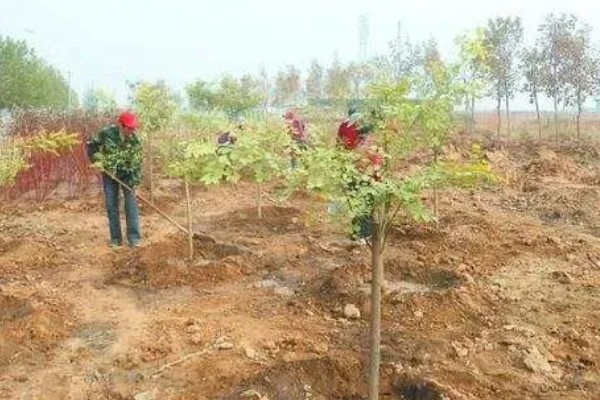11月份是否适合种树，此时栽种成活率较高
