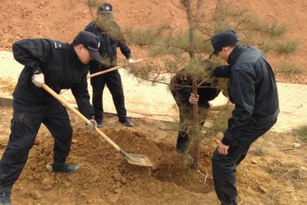 11月份是否适合种树，此时栽种成活率较高