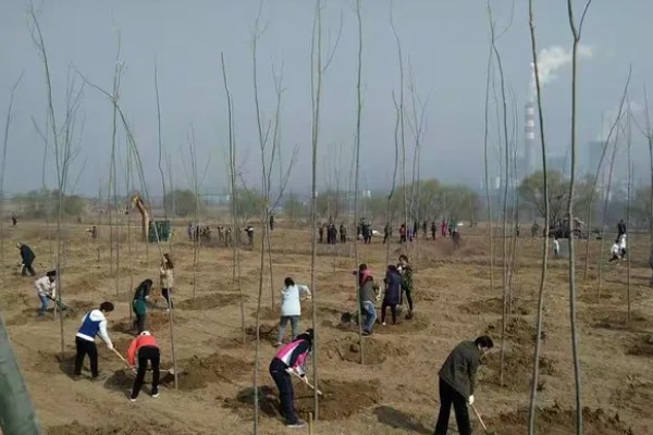 11月份是否适合种树，此时栽种成活率较高