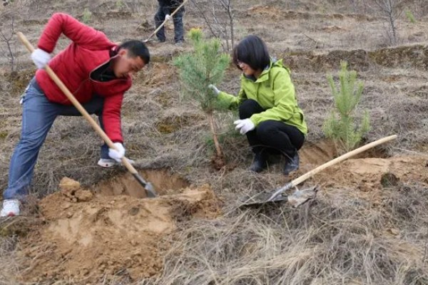 11月份是否适合种树，此时栽种成活率较高