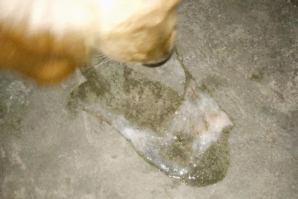 狗狗气管炎怎么治疗,根据症状决定所用药物