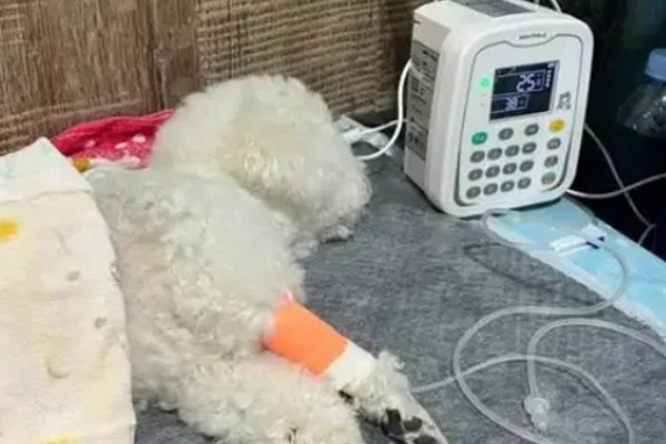 狗狗气管炎怎么治疗,根据症状决定所用药物