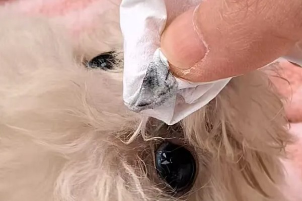 狗狗气管炎怎么治疗,根据症状决定所用药物