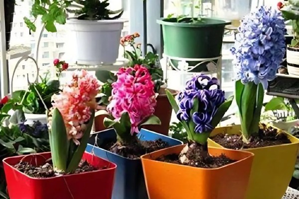 秋天怎么养风信子,秋季要及时为其补充养分