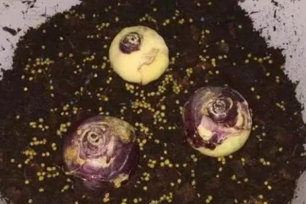 秋天怎么养风信子,秋季要及时为其补充养分