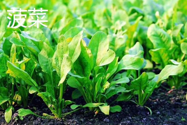 立秋适合种植什么蔬菜,有萝卜、白菜、莴笋等品种