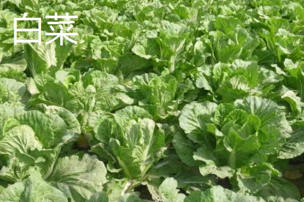 立秋适合种植什么蔬菜,有萝卜、白菜、莴笋等品种