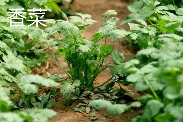 立秋适合种植什么蔬菜,有萝卜、白菜、莴笋等品种