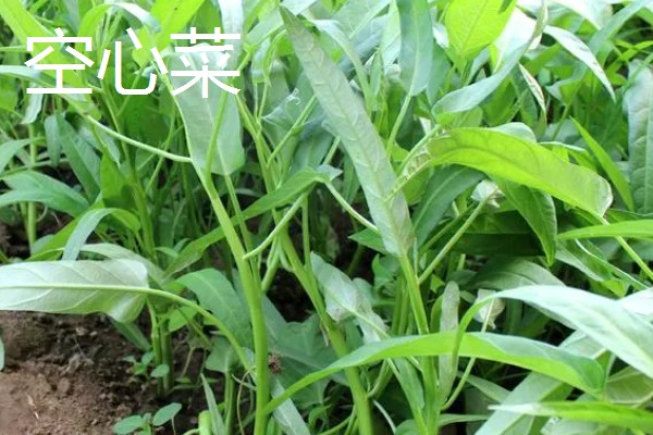 立秋适合种植什么蔬菜,有萝卜、白菜、莴笋等品种