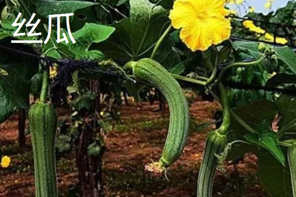 立秋适合种植什么蔬菜,有萝卜、白菜、莴笋等品种
