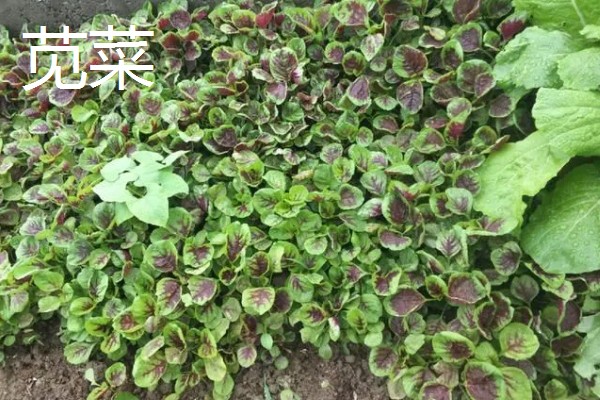 立秋适合种植什么蔬菜,有萝卜、白菜、莴笋等品种