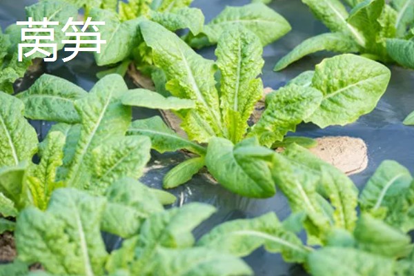 立秋适合种植什么蔬菜,有萝卜、白菜、莴笋等品种