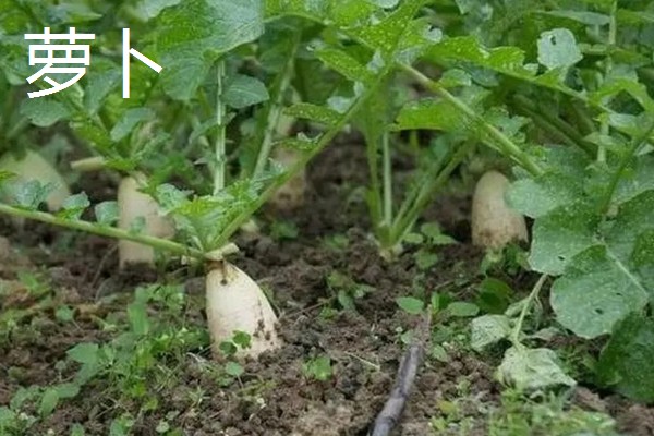 立秋适合种植什么蔬菜,有萝卜、白菜、莴笋等品种