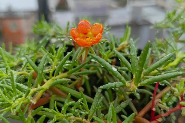 太阳花怎么浇水，冬季每隔15-20天浇一次
