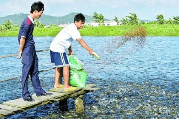 怎么养殖梭子蟹,池塘水位不可超过3米