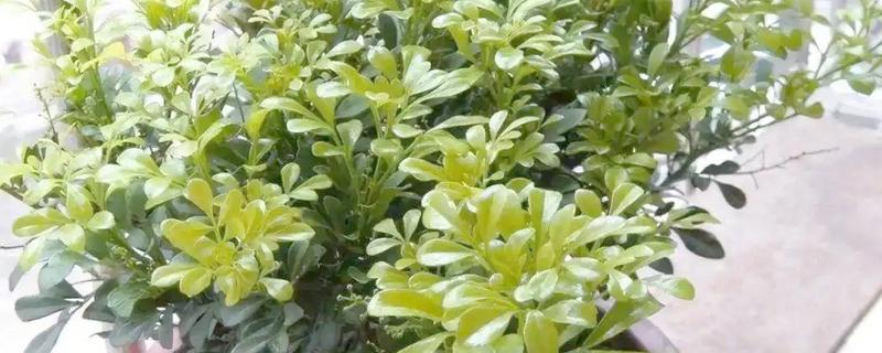 夏天怎么养殖米兰花，每天浇水1-2次