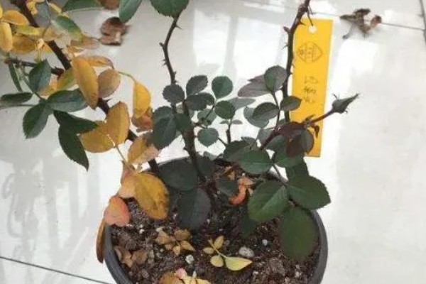 夏季月季叶子掉光了怎么救治,需遮蔽强光