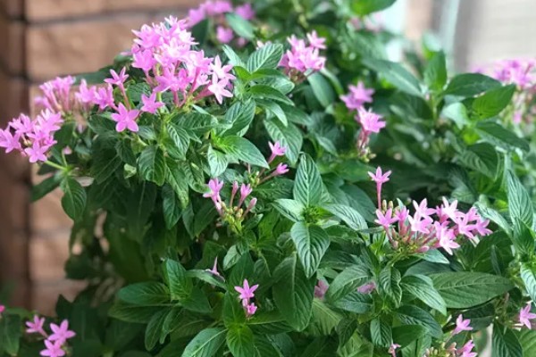 繁星花叶子枯萎怎么处理，将其移到凉爽通风的位置养护