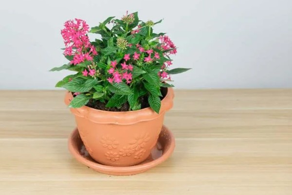 繁星花叶子枯萎怎么处理，将其移到凉爽通风的位置养护