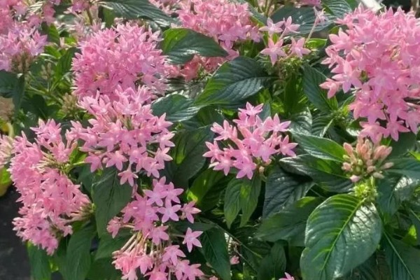 繁星花叶子枯萎怎么处理，将其移到凉爽通风的位置养护