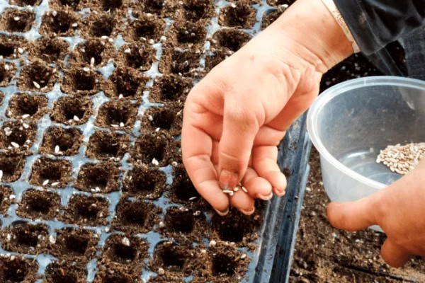 繁星花叶子枯萎怎么处理，将其移到凉爽通风的位置养护