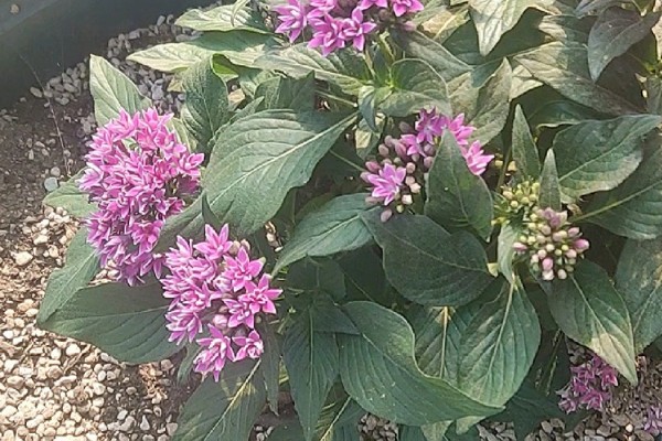 繁星花叶子枯萎怎么处理，将其移到凉爽通风的位置养护