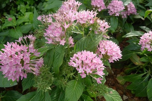 繁星花叶子枯萎怎么处理，将其移到凉爽通风的位置养护