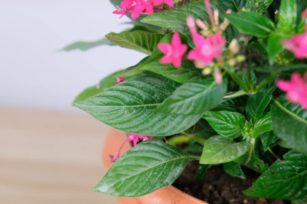 繁星花叶子枯萎怎么处理，将其移到凉爽通风的位置养护