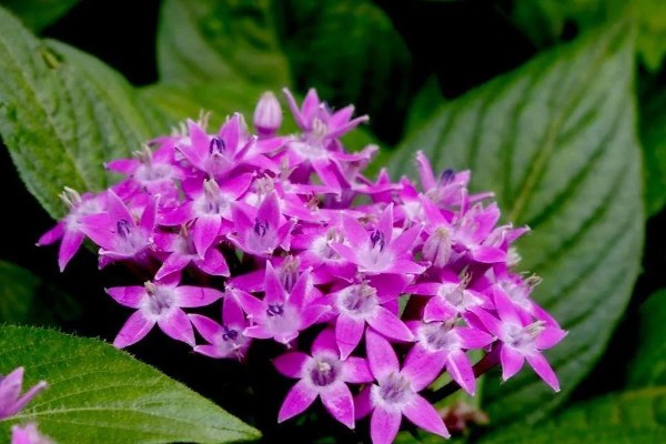 繁星花叶子枯萎怎么处理，将其移到凉爽通风的位置养护