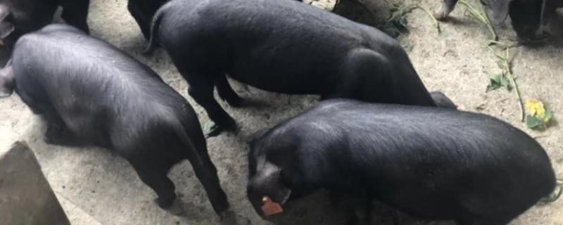 太湖母猪配杜洛克能产下什么品种，可以得到苏太猪