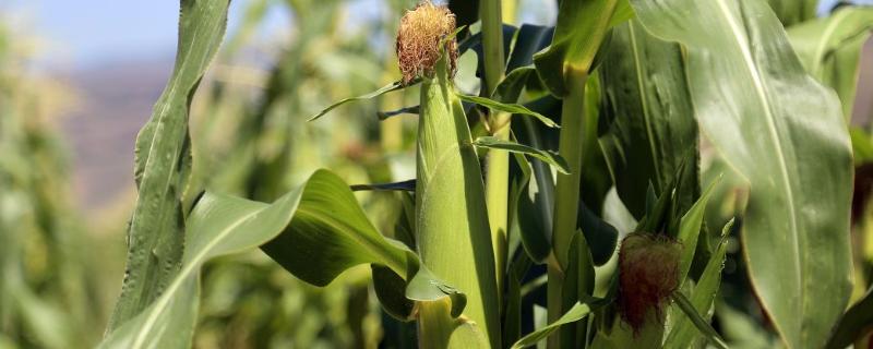 华单2016玉米种子简介，注意防治病虫害