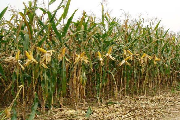 华单2016玉米种子简介，注意防治病虫害