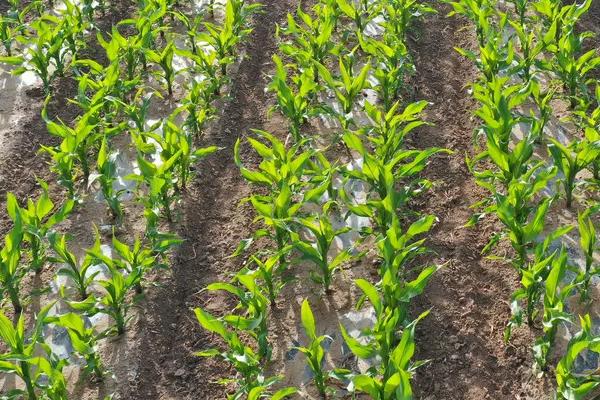 华单2016玉米种子简介，注意防治病虫害