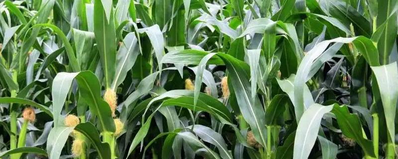罗单303玉米品种简介，平均生育期110.7天