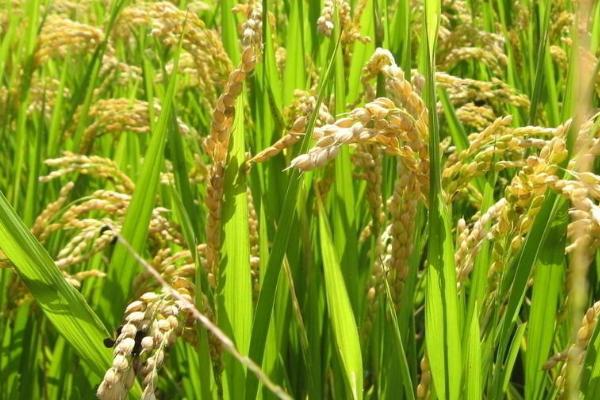 申优48水稻品种的特性,全生育期160.8天