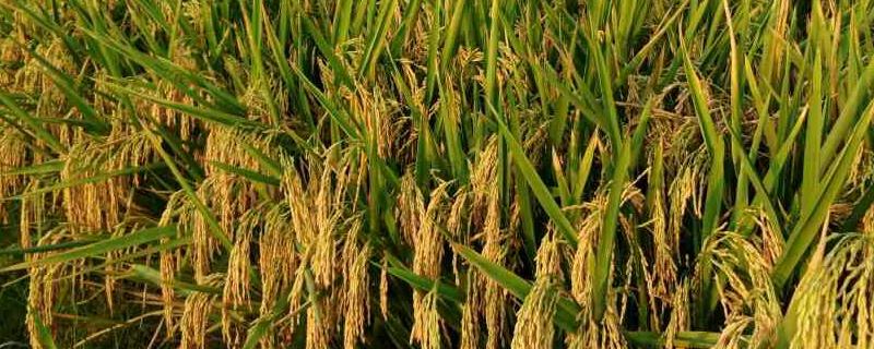 东糯709水稻品种的特性，每亩有效穗数20.2万穗