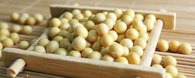 吉育5107大豆种子介绍,中晚熟品种