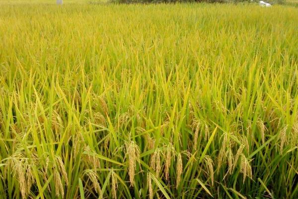 E农香两优1300水稻种子特征特性，秧田亩播种量10-15公斤