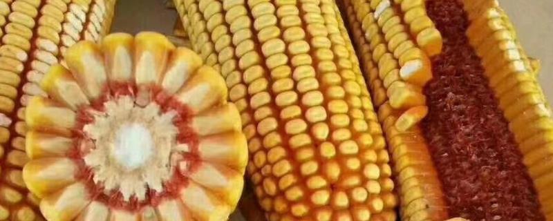 广良甜413玉米种子特征特性，春植生育期86天