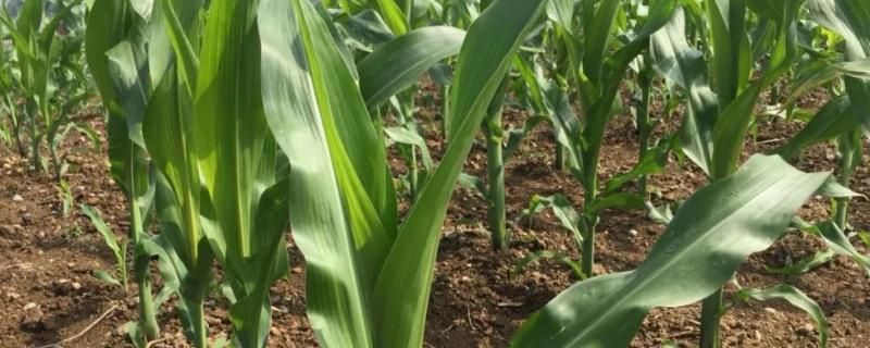 奶油玉玉米种子介绍，选择使用农药防治时