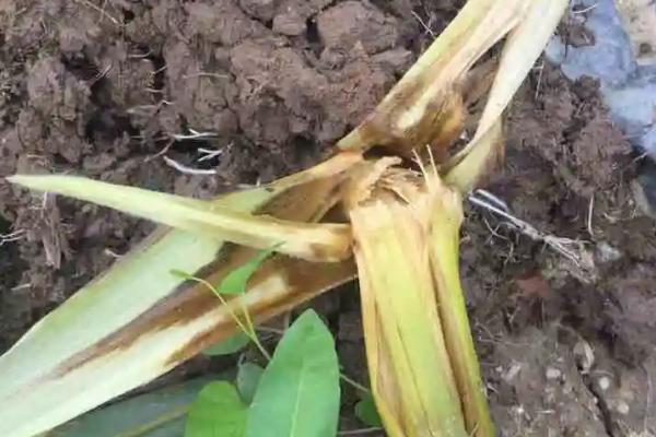 奶油玉玉米种子介绍，选择使用农药防治时