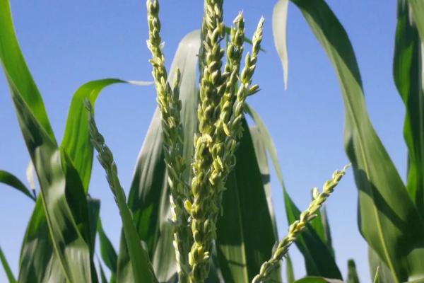 169A玉米品种的特性，高抗茎腐病