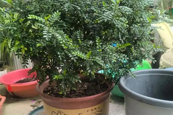 清香木的养殖禁忌,不能放在阴凉潮湿处