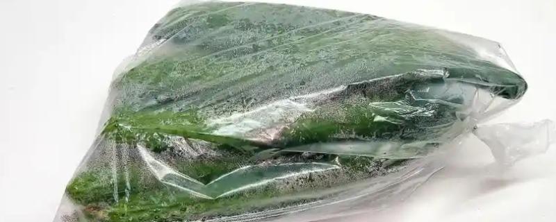 黄瓜怎么保存，用盐水浸泡后可保存一个多星期