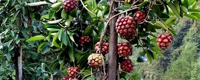 北方可以种植黑老虎吗，黑老虎不能在北方种植