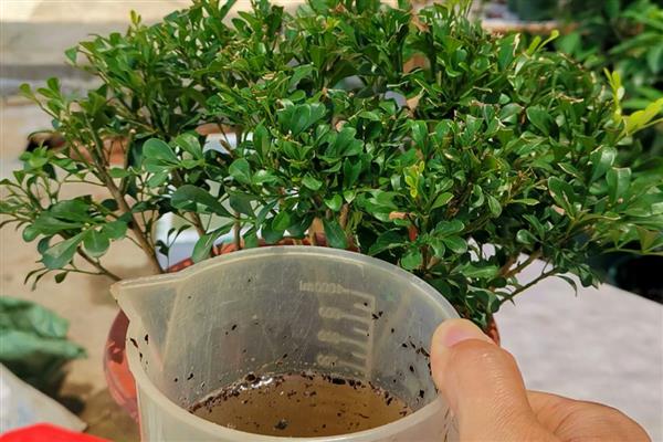 夏天怎么养殖米兰花,每天浇水1-2次