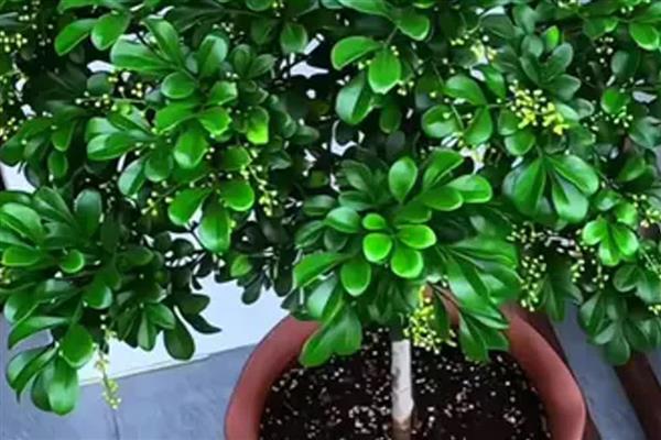 夏天怎么养殖米兰花,每天浇水1-2次