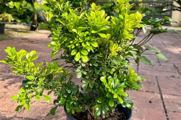 夏天怎么养殖米兰花,每天浇水1-2次