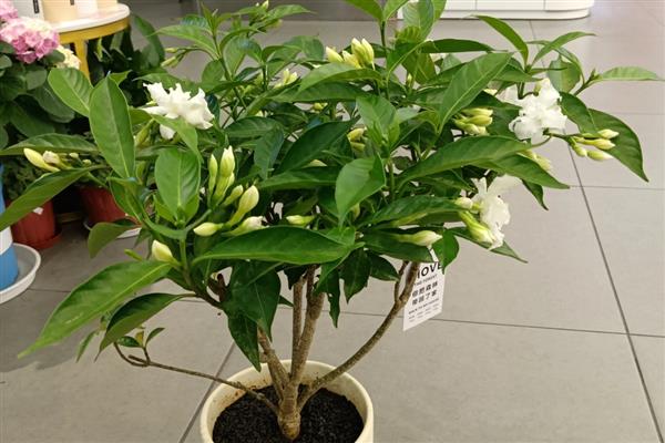 刚买回家的花如何养殖,缓盆后换土重栽